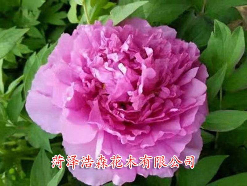 富贵满堂