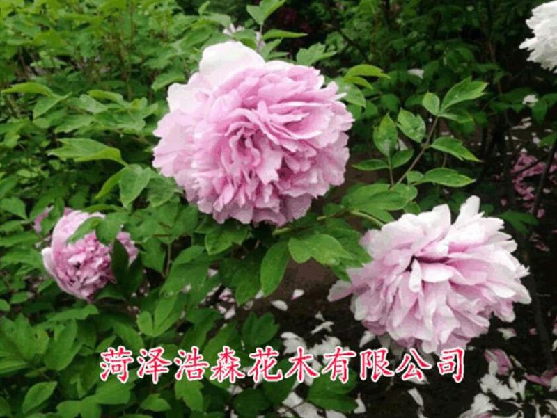 玛瑙盘