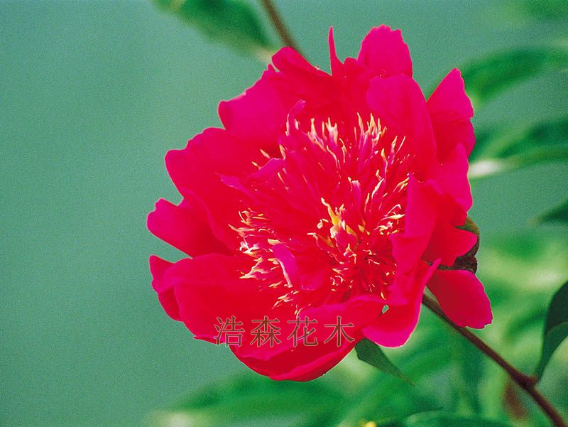 红菊