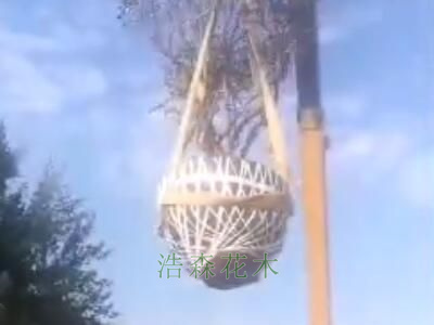 九棵牡丹古树发往威海