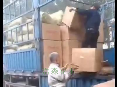 20000棵观赏牡丹芍药花苗发货现场