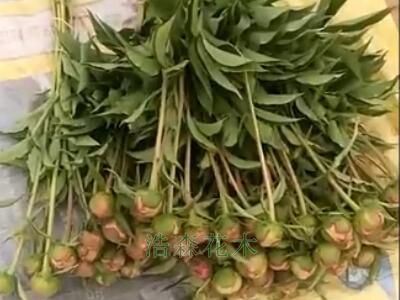 100000棵切花芍药发货