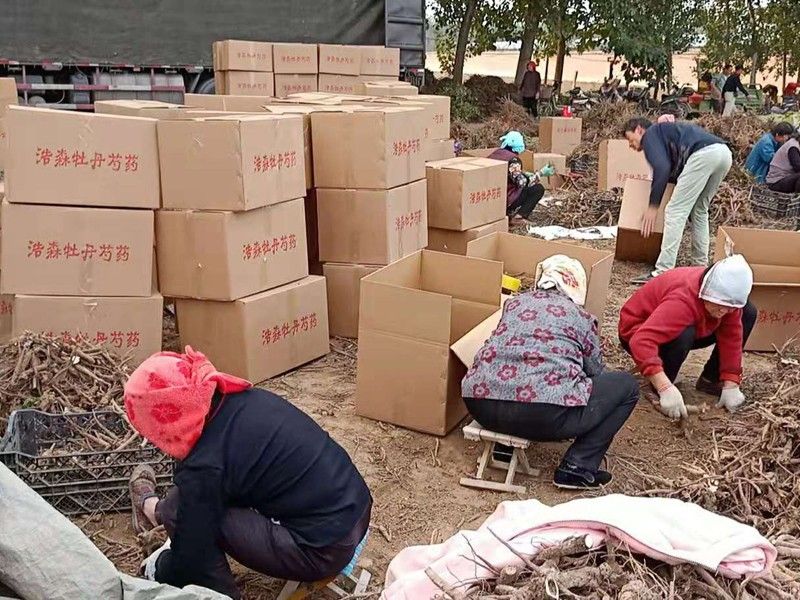 30000棵牡丹芍药发往上海工地