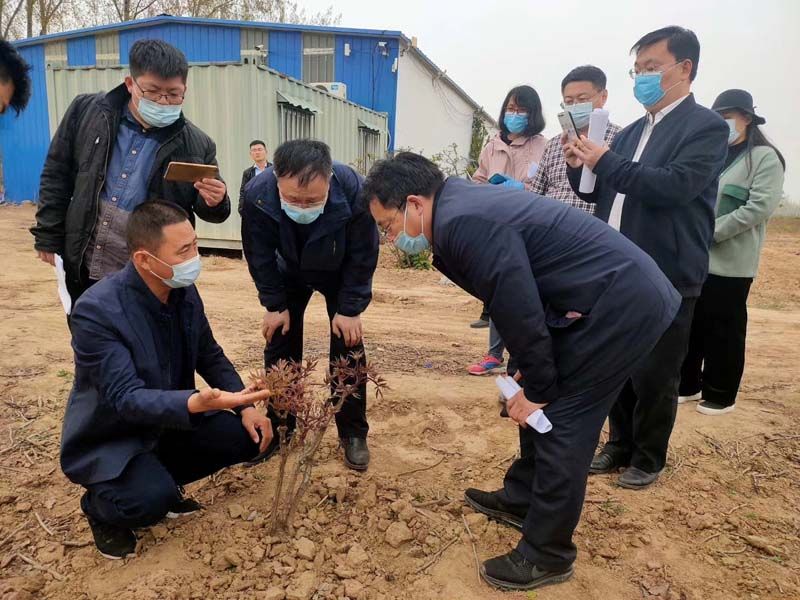 市牡丹产业中心、市宣传部的领导及各大媒体来公司基地考察指导工作